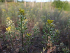 Alyssum montanum gmelinii