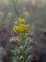 Alyssum montanum gmelinii