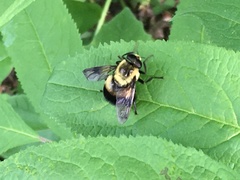 Volucella bombylans