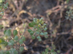Alyssum montanum gmelinii