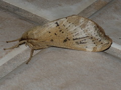 Oxycanus beltista