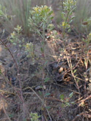 Alyssum montanum gmelinii