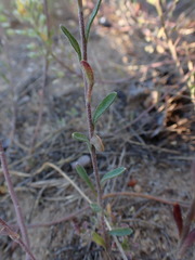 Alyssum montanum gmelinii