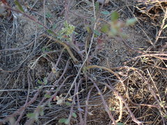 Alyssum montanum gmelinii