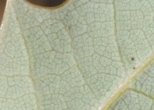 Ajo Mountain scrub oak