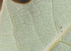 Quercus ajoensis