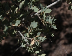 Quercus ajoensis