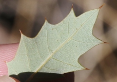 Quercus ajoensis