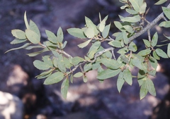 Quercus ajoensis