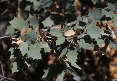 Quercus ajoensis