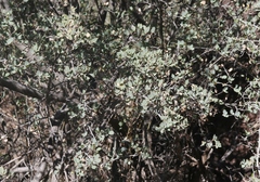 Quercus ajoensis