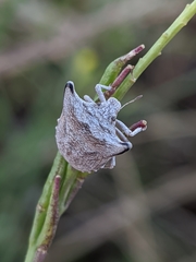 Ventocoris falcatus