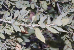 Quercus ajoensis