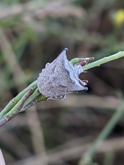 Ventocoris falcatus