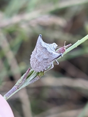 Ventocoris falcatus