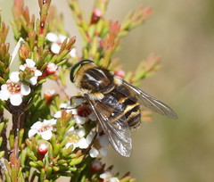Scaptia patula