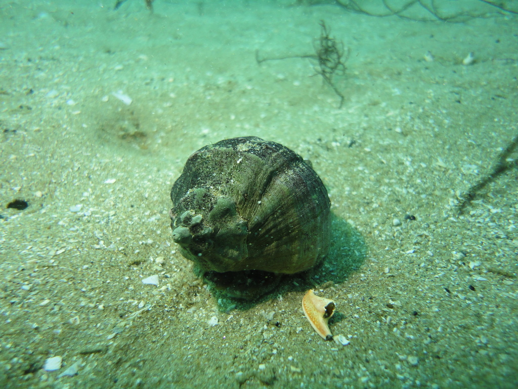 Xanthochorus cassidiformis