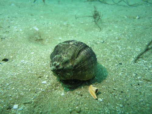 Xanthochorus cassidiformis