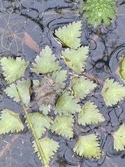 Trapa natans bispinosa