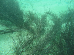 Gracilaria chilensis