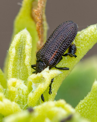 Microrhopala rubrolineata