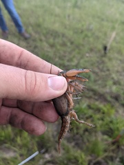 Procambarus gracilis