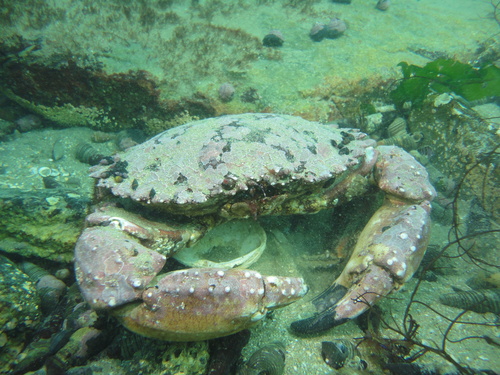 Hairy Rock Crab