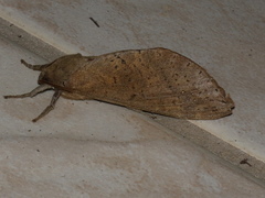 Oxycanus beltista