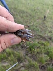 Procambarus gracilis