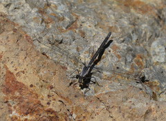 Austroargiolestes calcaris