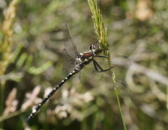 Eusynthemis brevistyla
