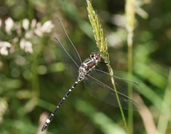 Eusynthemis brevistyla