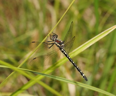 Eusynthemis brevistyla