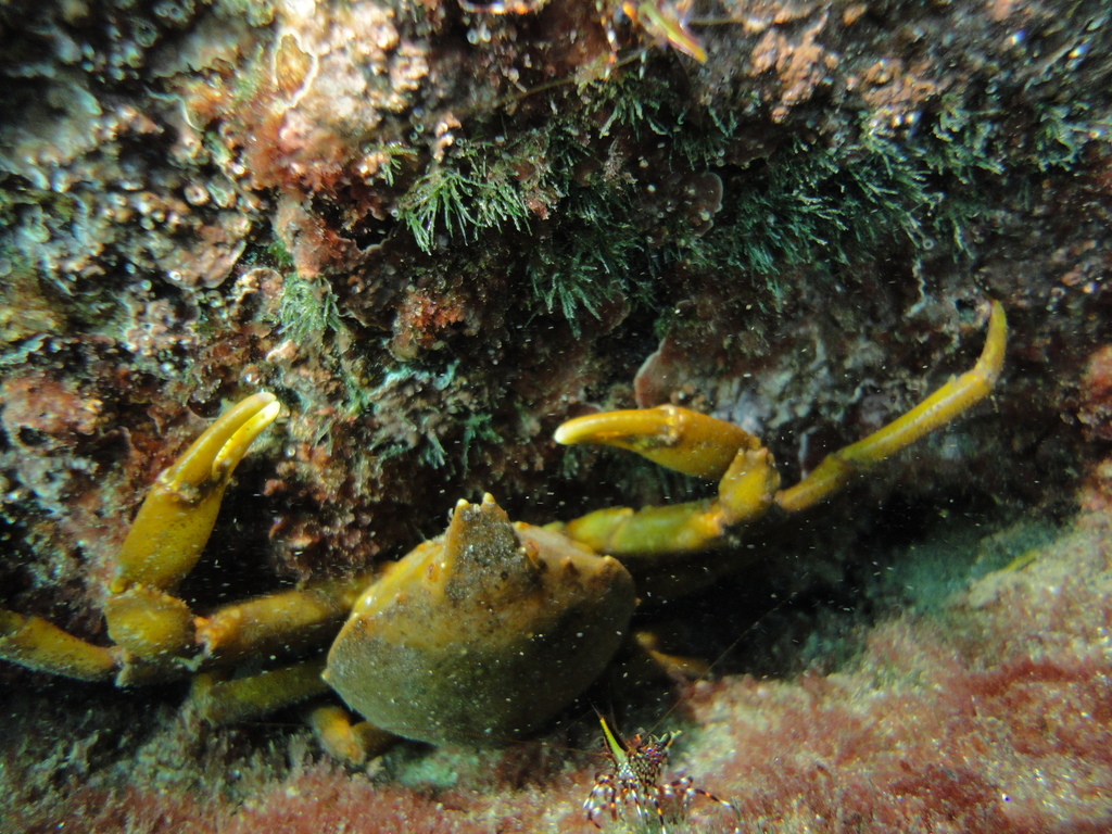 Chilean Kelp Crab