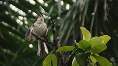 Mimus polyglottos