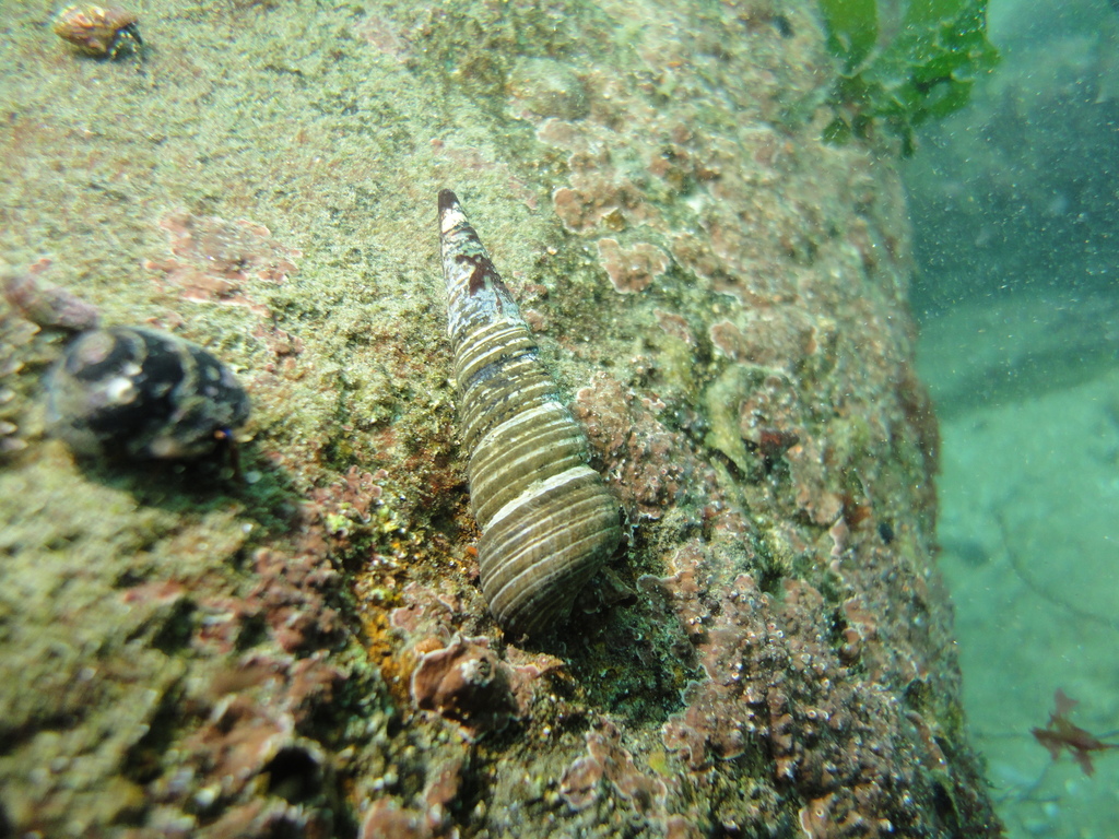 Incatella cingulata