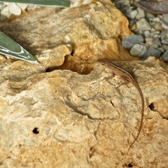 Anolis sagrei