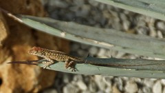 Anolis sagrei