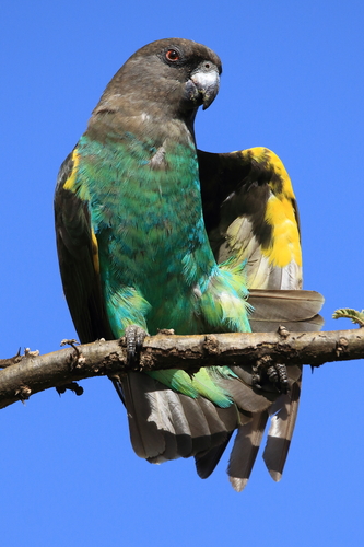 Meyer's Parrot