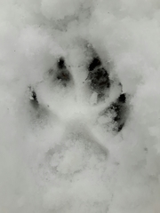 Canis lupus italicus