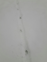 Canis lupus italicus