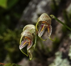 Masdevallia amanda