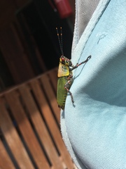 Zonocerus variegatus