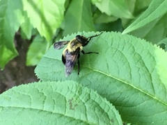 Volucella bombylans