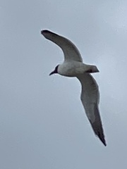 Leucophaeus atricilla