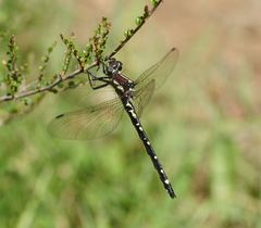 Eusynthemis brevistyla