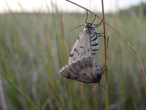 Cingilia catenaria