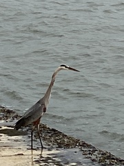 Ardea herodias