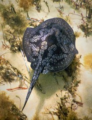 Sinclair's Stingaree photo 5