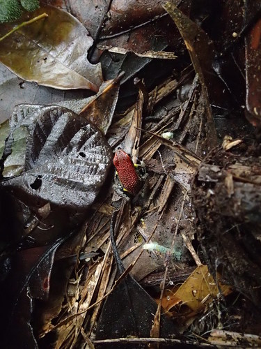 Ameerega bilinguis